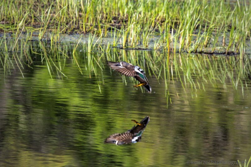 Blue-winged Teal Landing